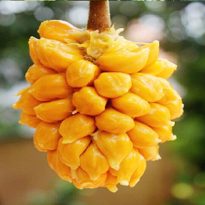 Keledang Fruit Plant