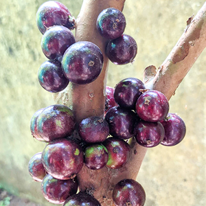 Jaboticaba Red Hybrid