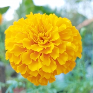 Chendumalli Yellow Plant