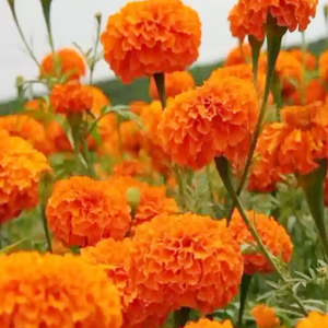 Chendumalli Orange Flower
