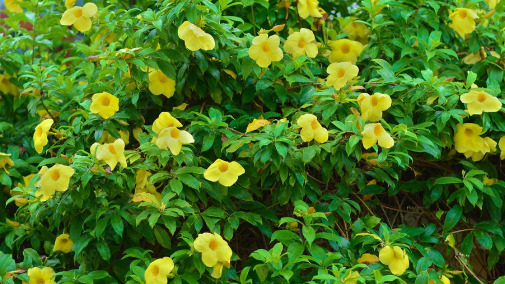 Allamanda Plant