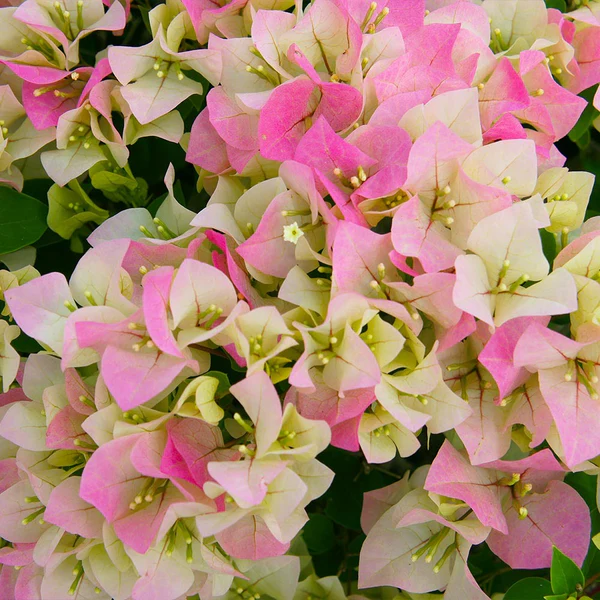 Bougainvillea plant