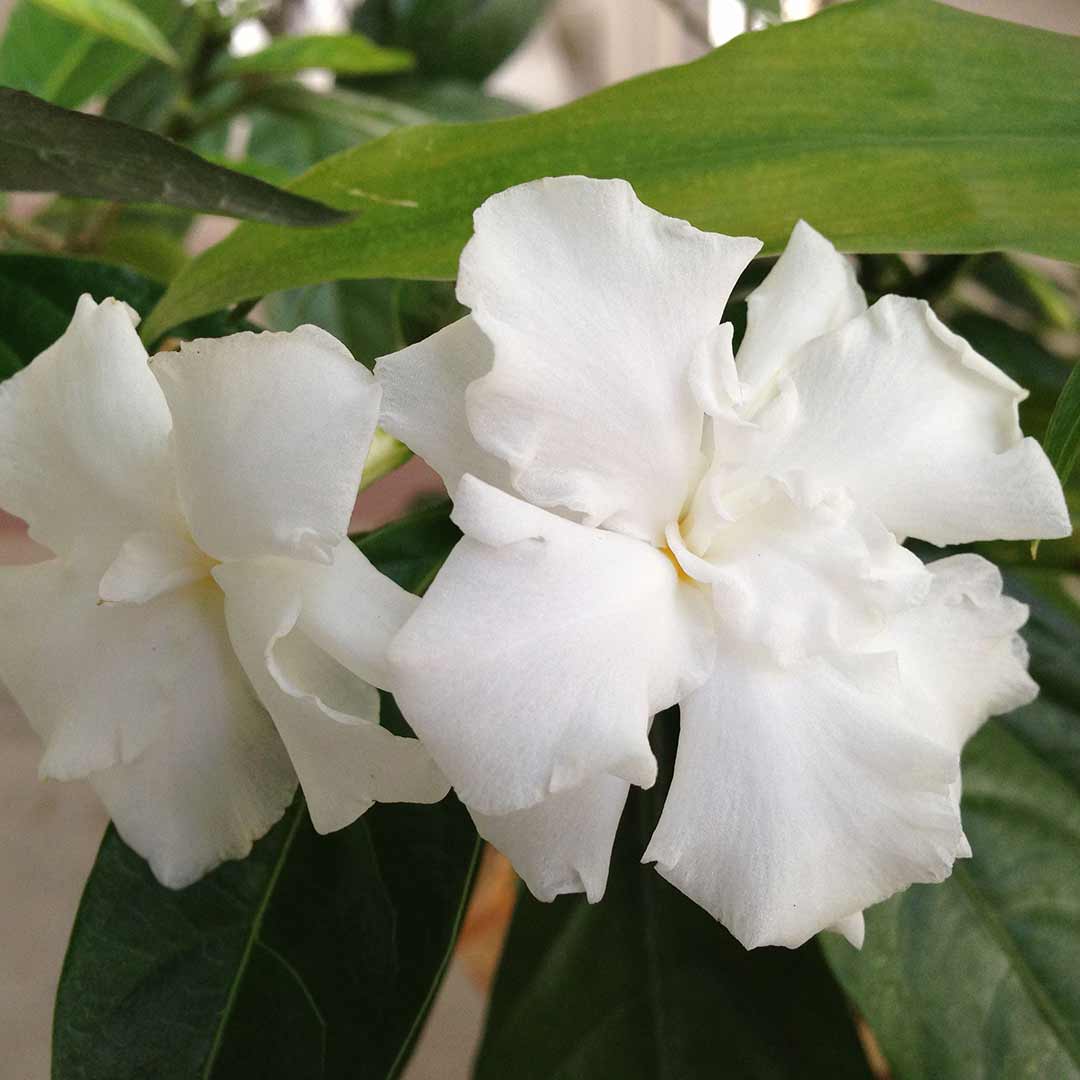 Jasmine Plant