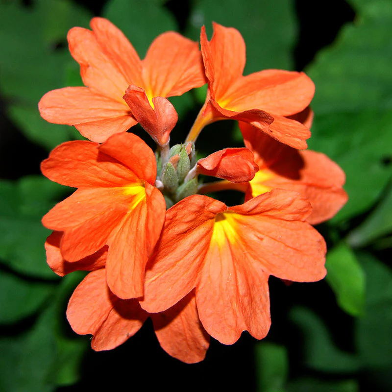 Crossandra Plant