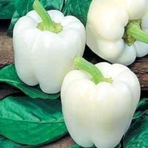 Capsicum White