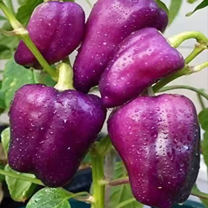 Capsicum Purple