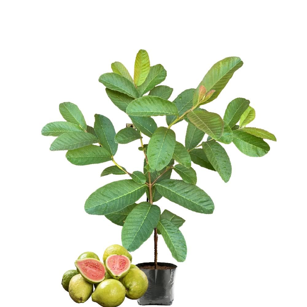 LELITH GUAVA