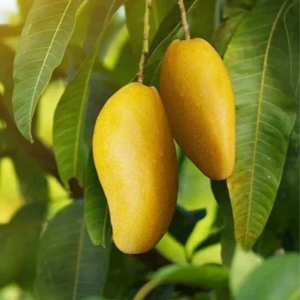 MANGO PLANTS