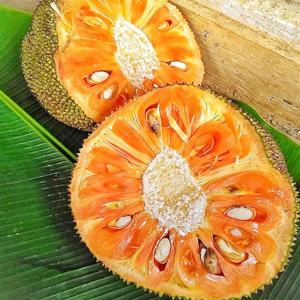 Jack Fruit Plants