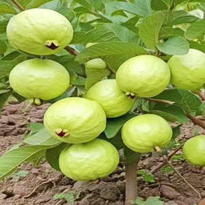 GUAVA PLANTS