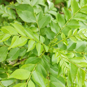 CURRY LEAVES PLANT