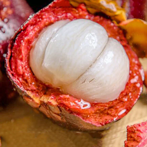 MANGOSTEEN PLANT