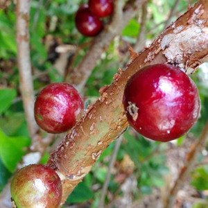 Jaboticaba Red Hybrid