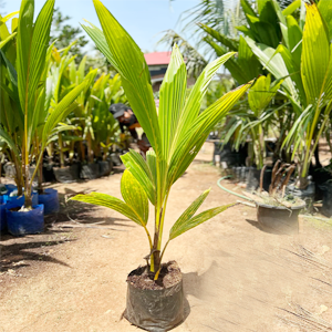Ganga Bondam Coconut Tree
