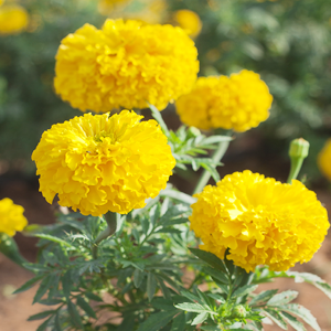 Chendumalli Yellow