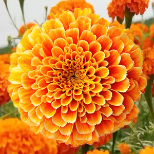 Chendumalli Orange Flower