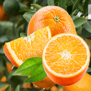 Bush Orange